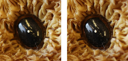 Teddy bear eye closeup Viewfinder (Left), Teddy bear eye closeup CMOS (Right)