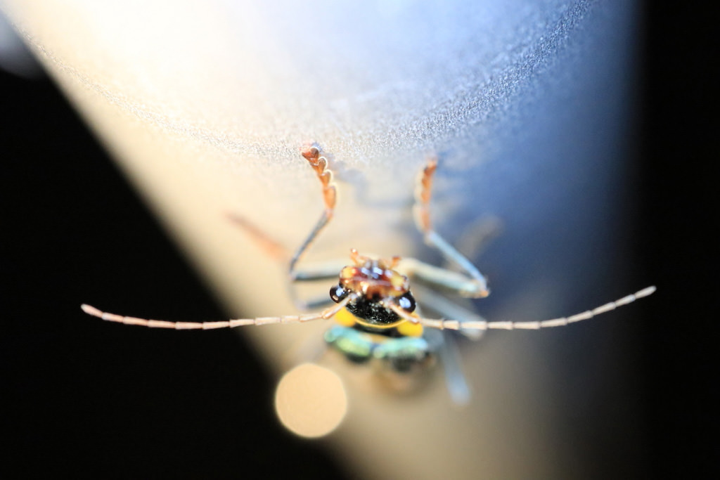 Macro photography, shot with the EOS M6