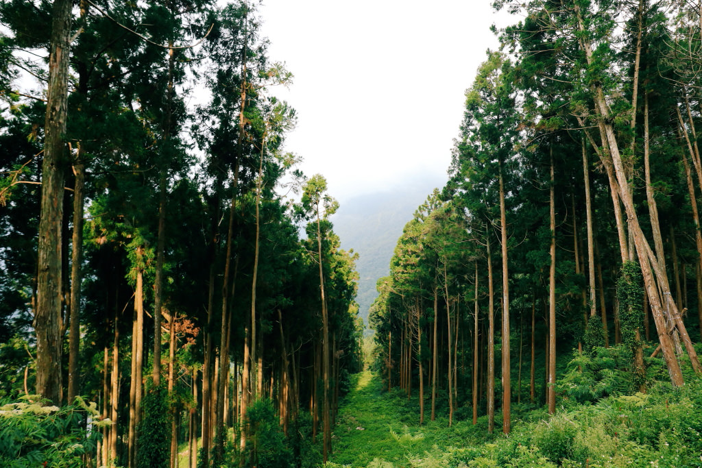 Corridor of trees, shot with the EOS M6