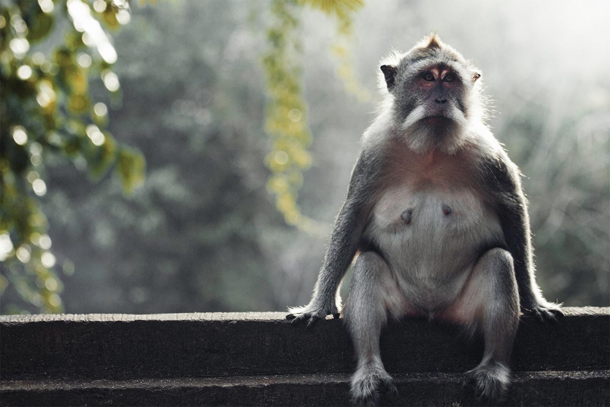 monkey animal photography with EOS 5D mark IV