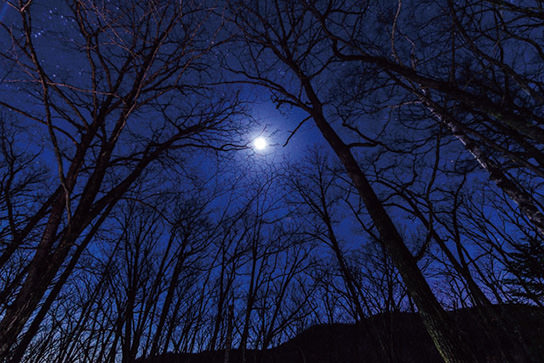 Dark forest projector backdrop