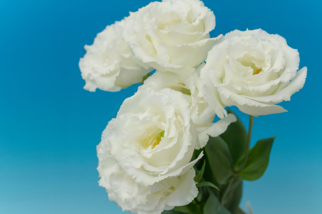 Shot with Speedlite 430EX III-RT