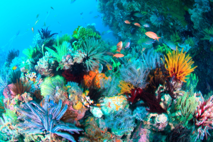 Underwater shot with slow sync flash