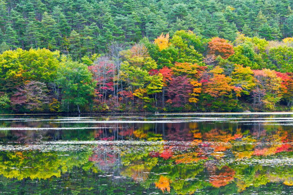 Autumn colours at Kannon-numa Forest Park, Fukushima, Japan