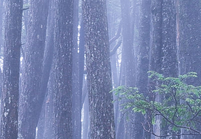 Mist photograph (1/10 sec shutter speed)