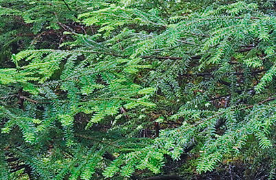 Close up: Picture Style Fine Detail