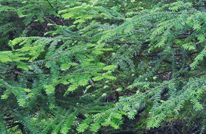 Close up: Picture Style Neutral