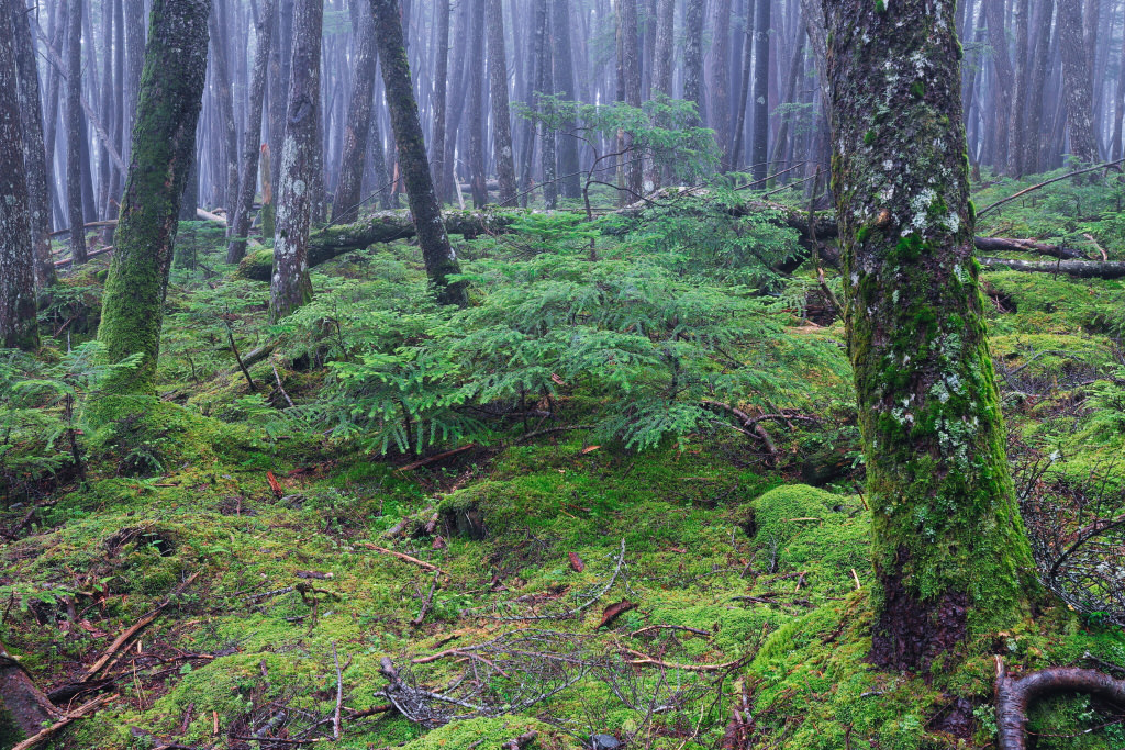 With Picture Style – Fine Detail