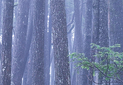 Mist photograph (5 sec shutter speed)