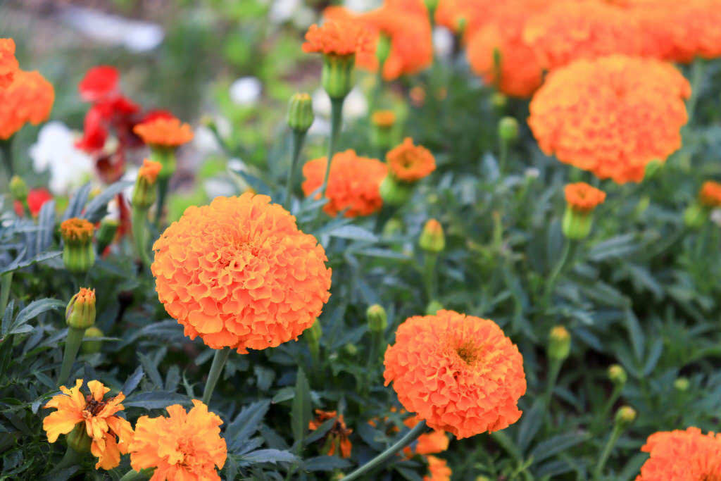 Steps to bokeh – some bokeh at 55mm