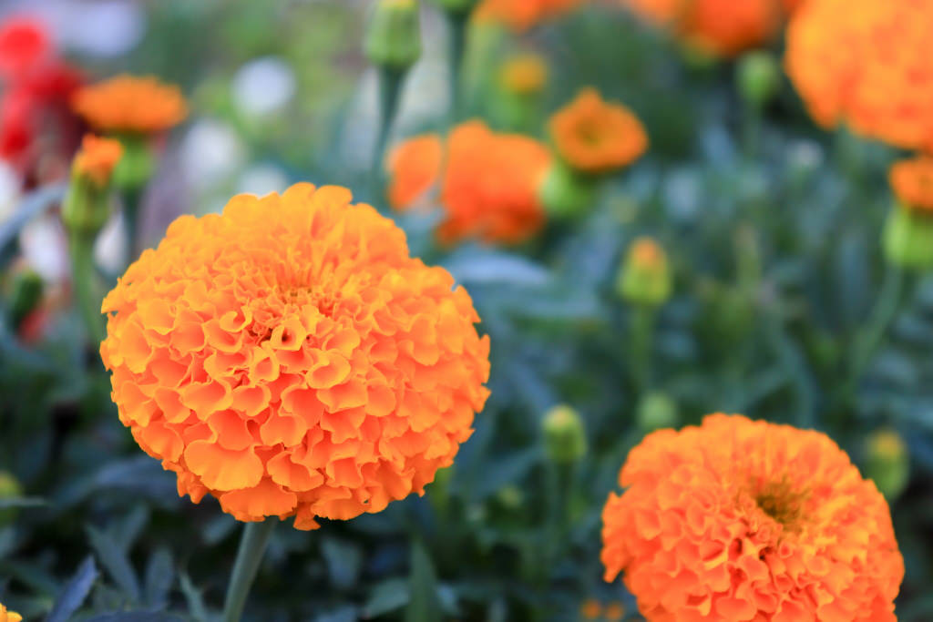 Steps to bokeh – telephoto end, close up, more bokeh