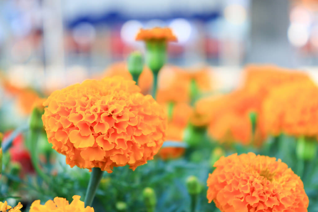 Steps to bokeh – telephoto end, close up, faraway background, creamy bokeh