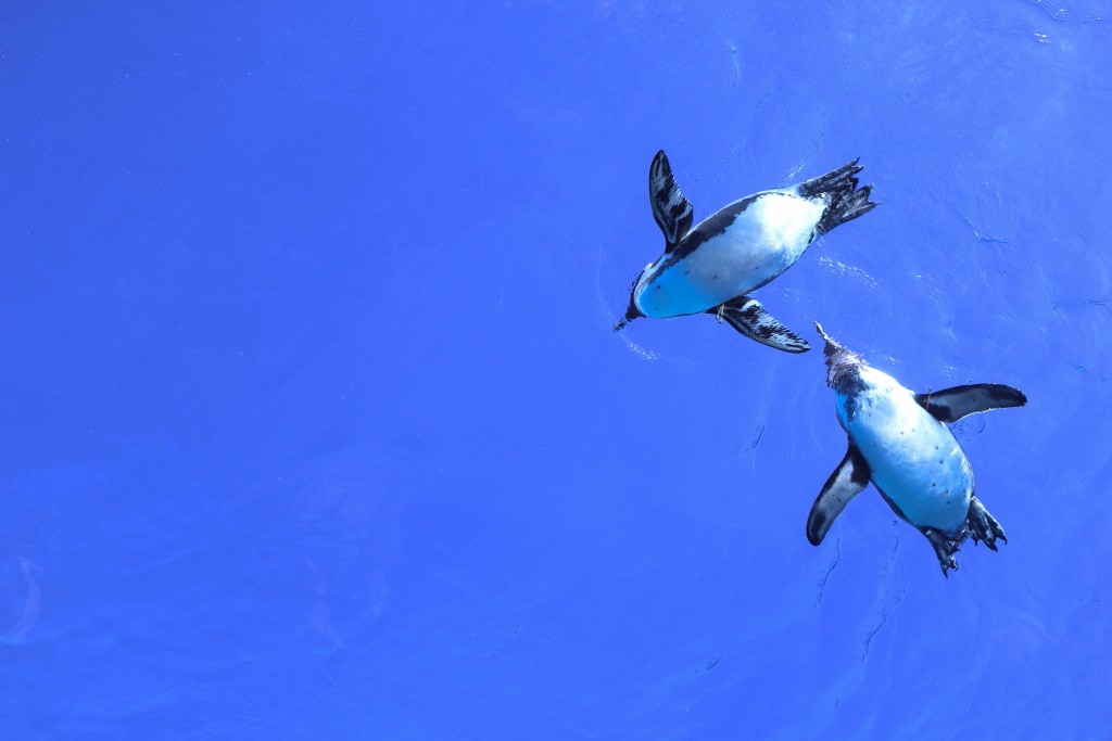 Penguins – Dual Pixel CMOS AF