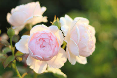 Close-up with good bokeh