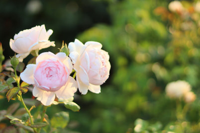 Less significant bokeh