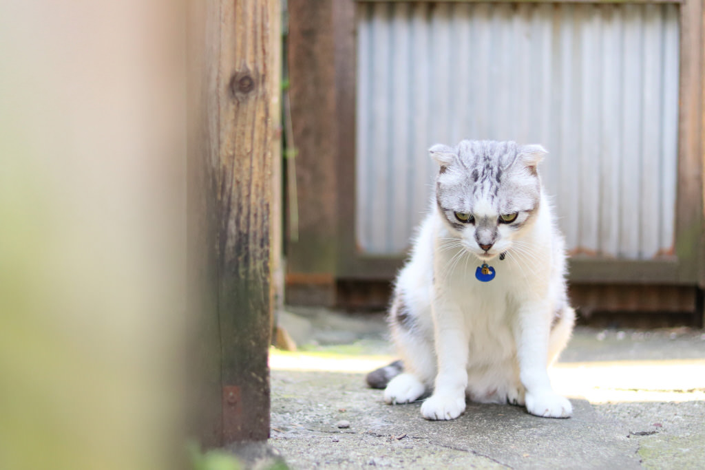 Cat with foreground and background bokeh