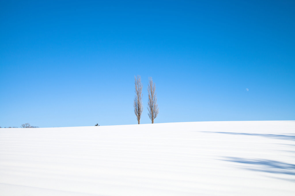 Poplar trees in the snow (shot at noon) – No shadows