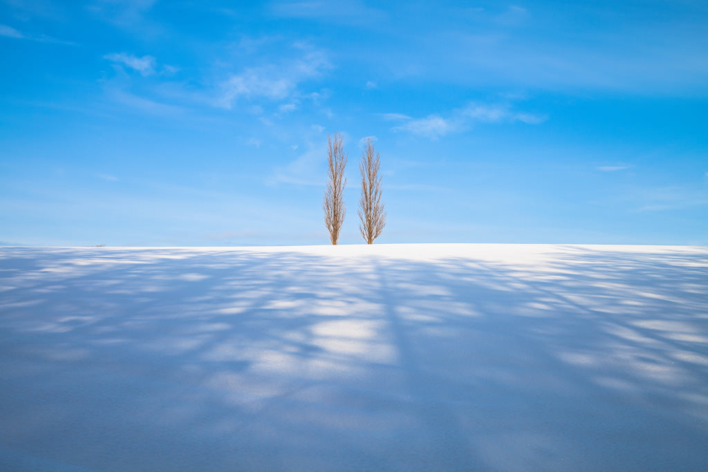 Poplar trees in the snow, Biei Town, Hokkaido