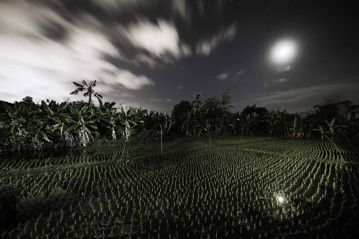 Ubud with Canon EOS 5D Mark IV