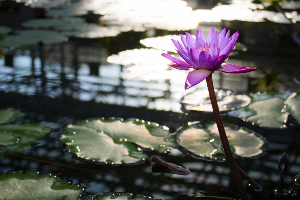 Flower in backlight, shot with Speedlite 600EX II-RT