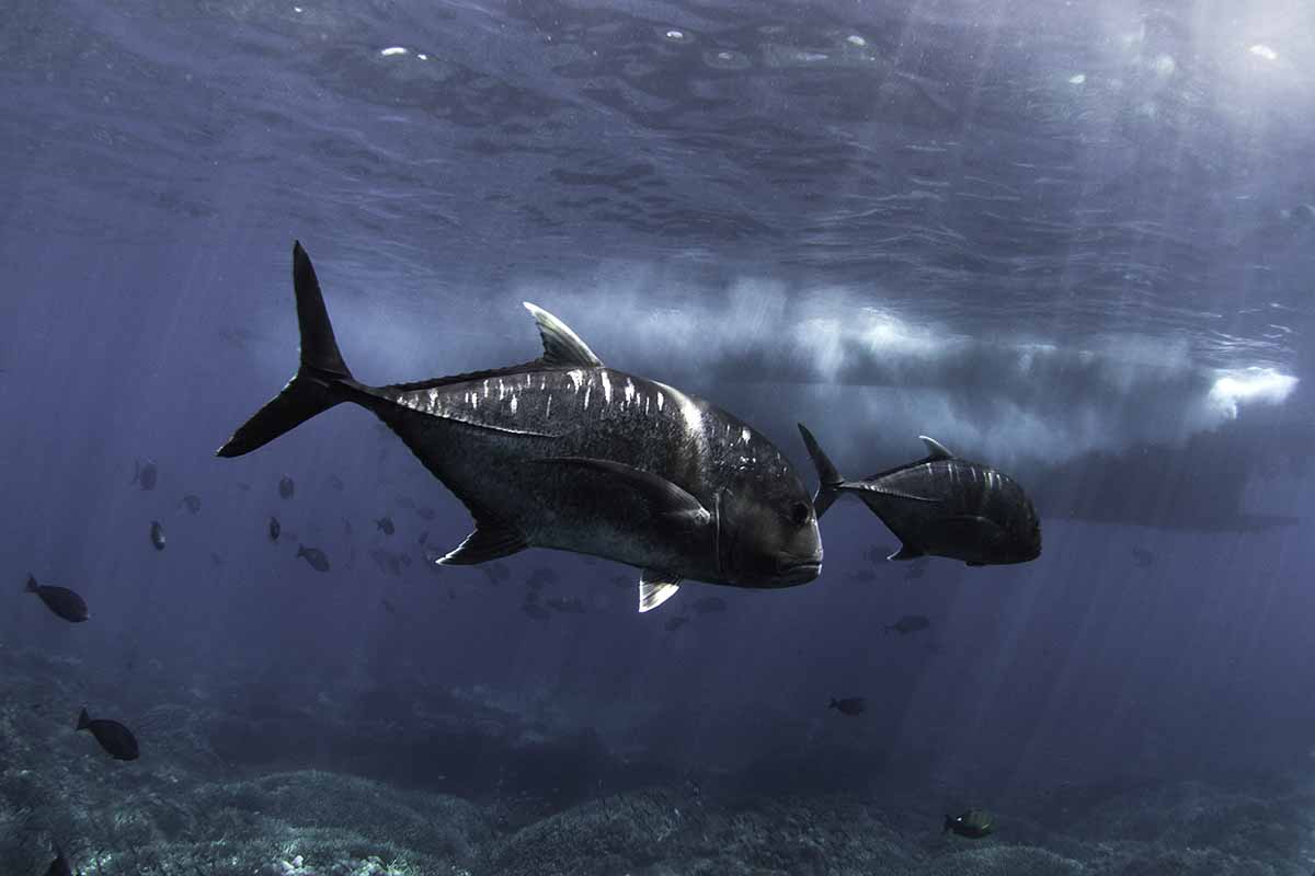 underwater photography