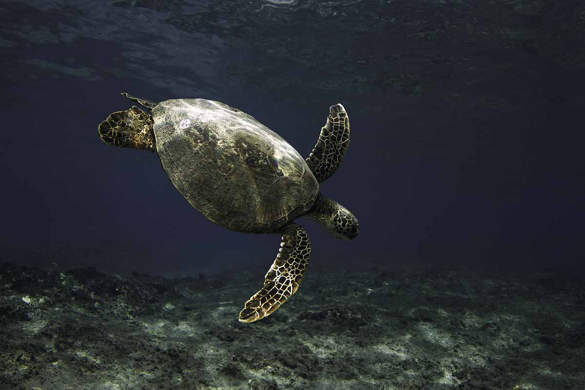 underwater photography