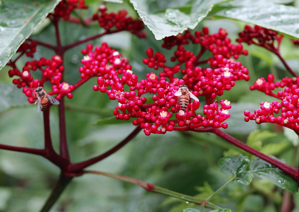 close up photo of bee and flowers using EOS M5