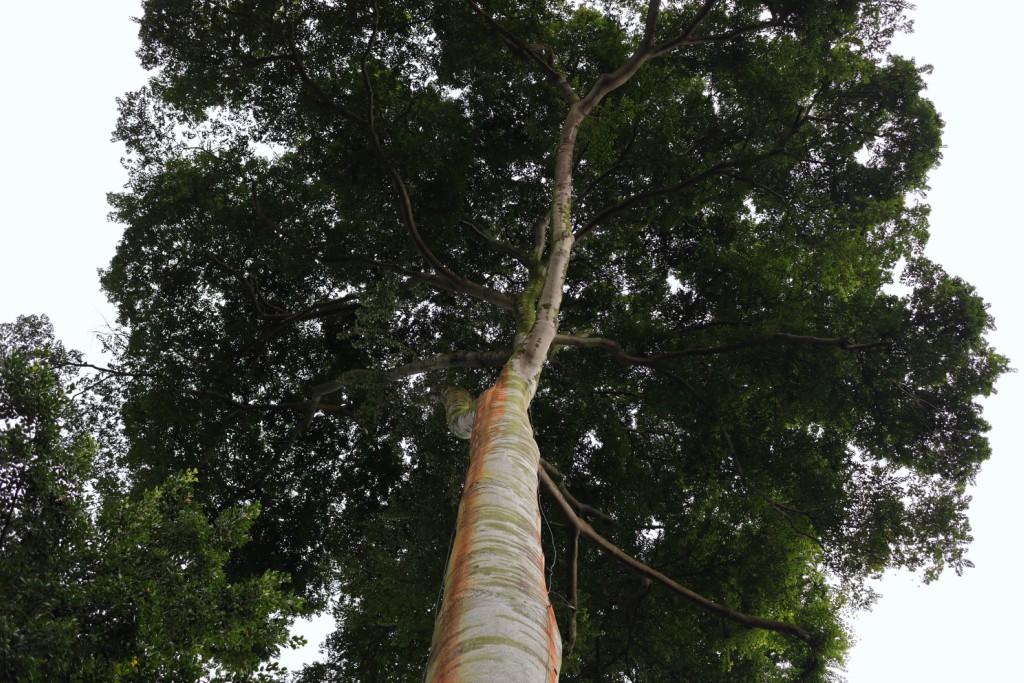 low angle photo of a tree using EOS M5