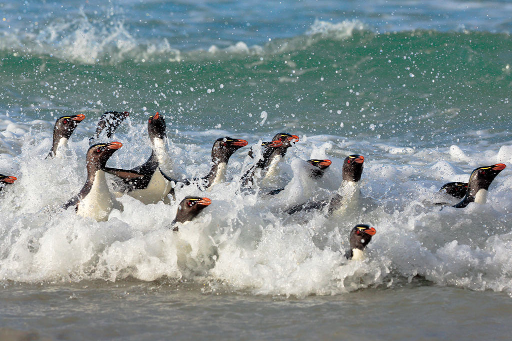 Penguins splashing at fast shutter speed
