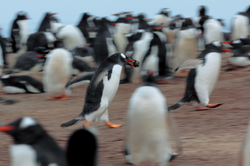 Panning shot of penguin