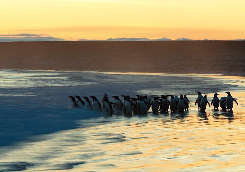 Penguins against a grand seascape