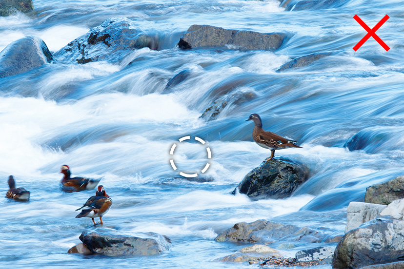 wild birds (no continuous shooting)