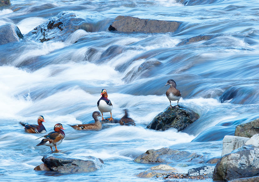 Wild ducks by river