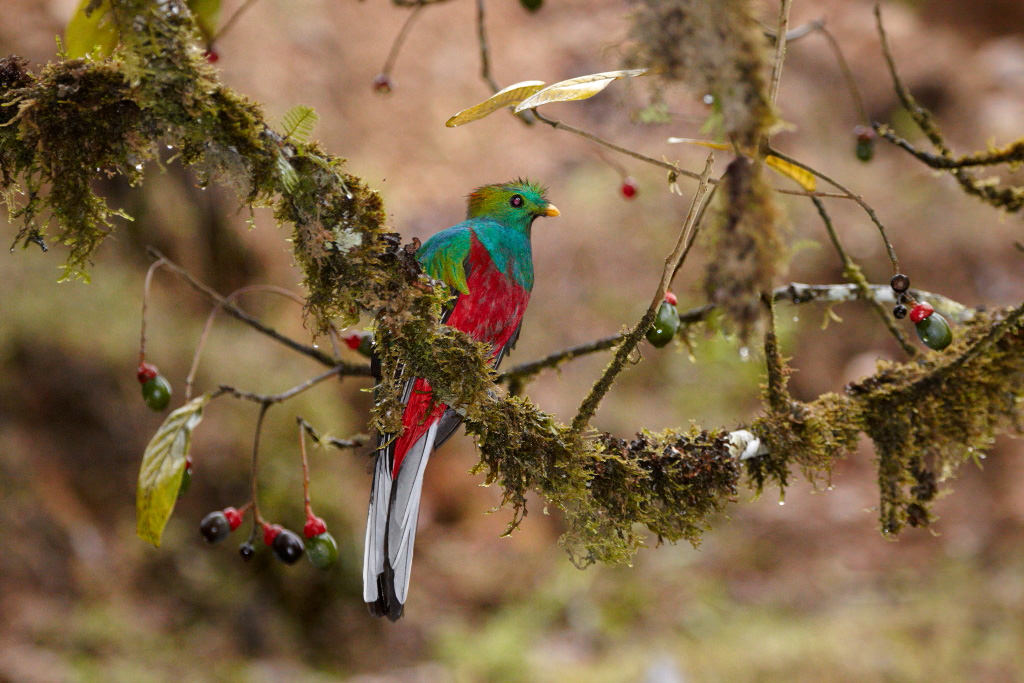 Brightly-coloured bird