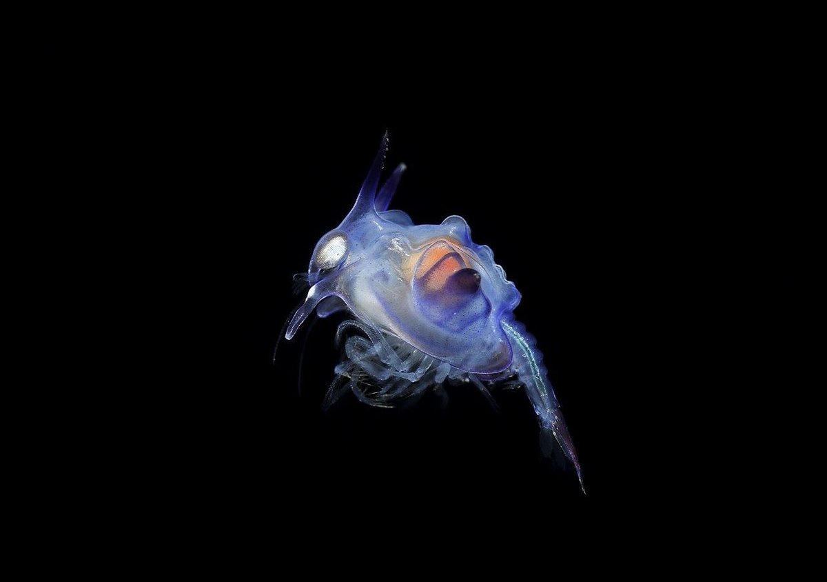 microscopic creature from the deep ocean