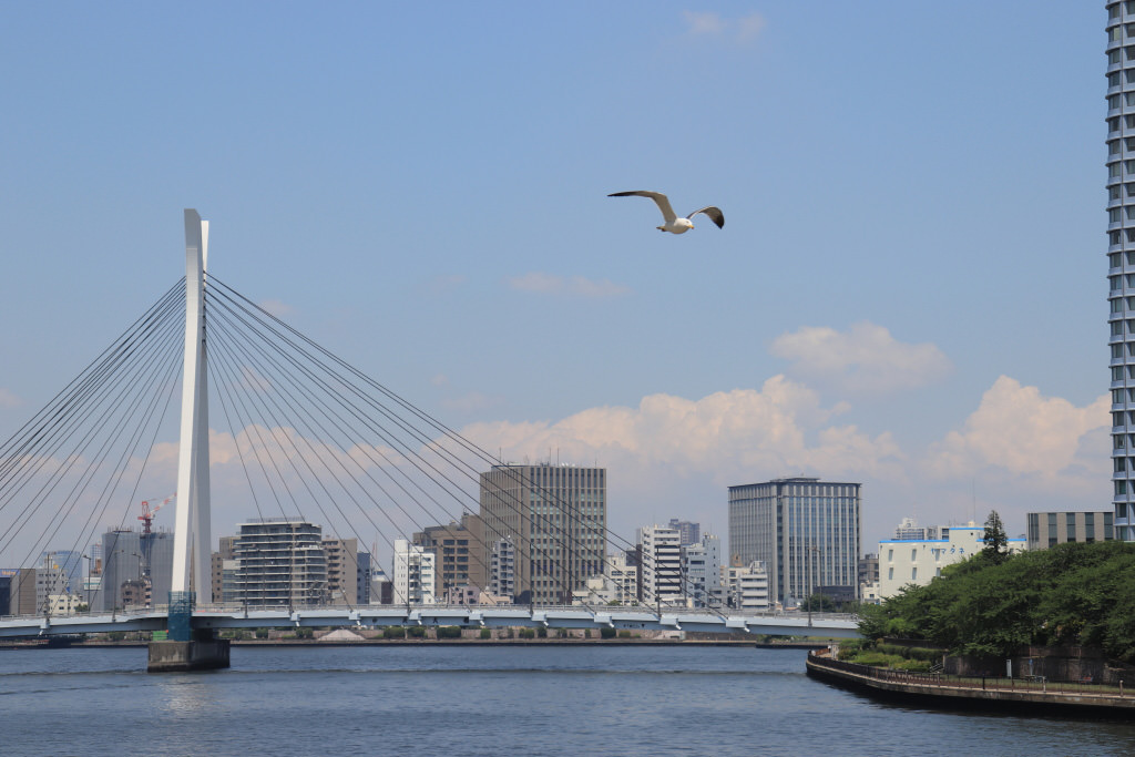seagull flying over river and bridge (continuous shooting)