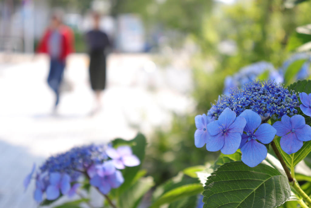 Hydrangea with bokeh
