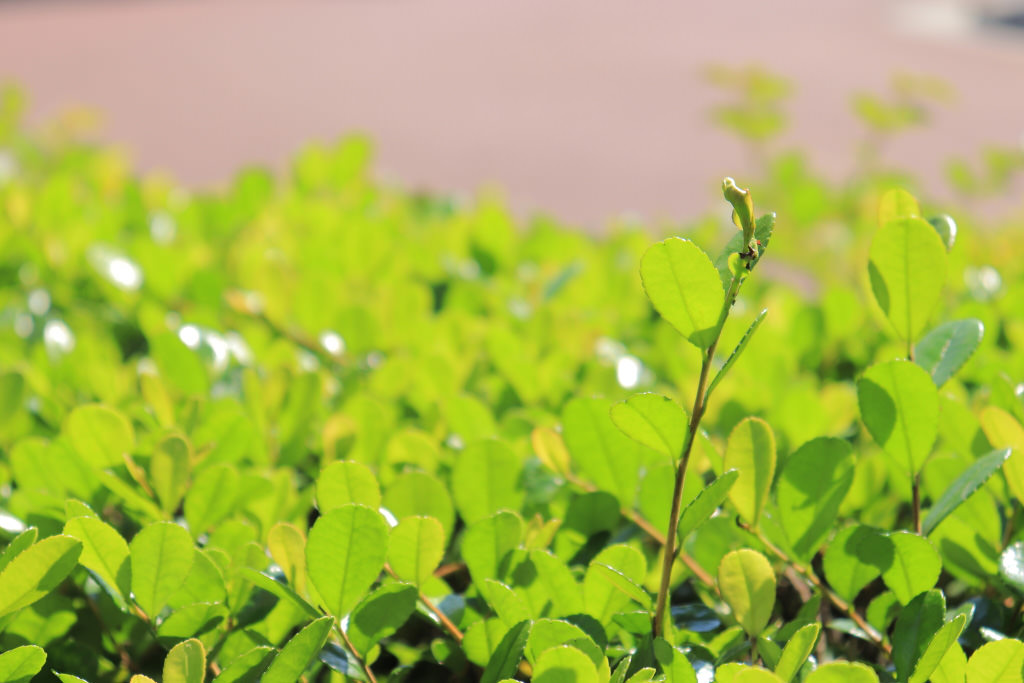 Green leaves (subject detection example)