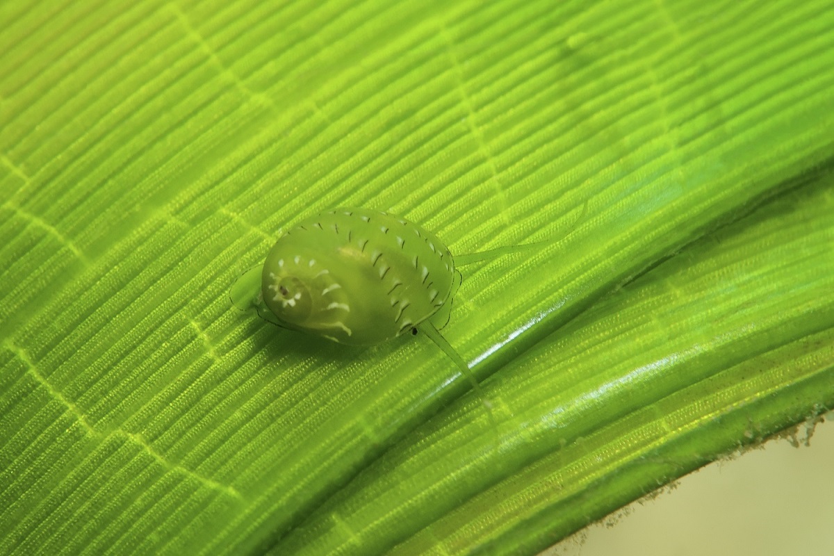 Emerald Nerite (Smaragdia rangiana) on Tape Sea Grass (Enhalus acoroides)