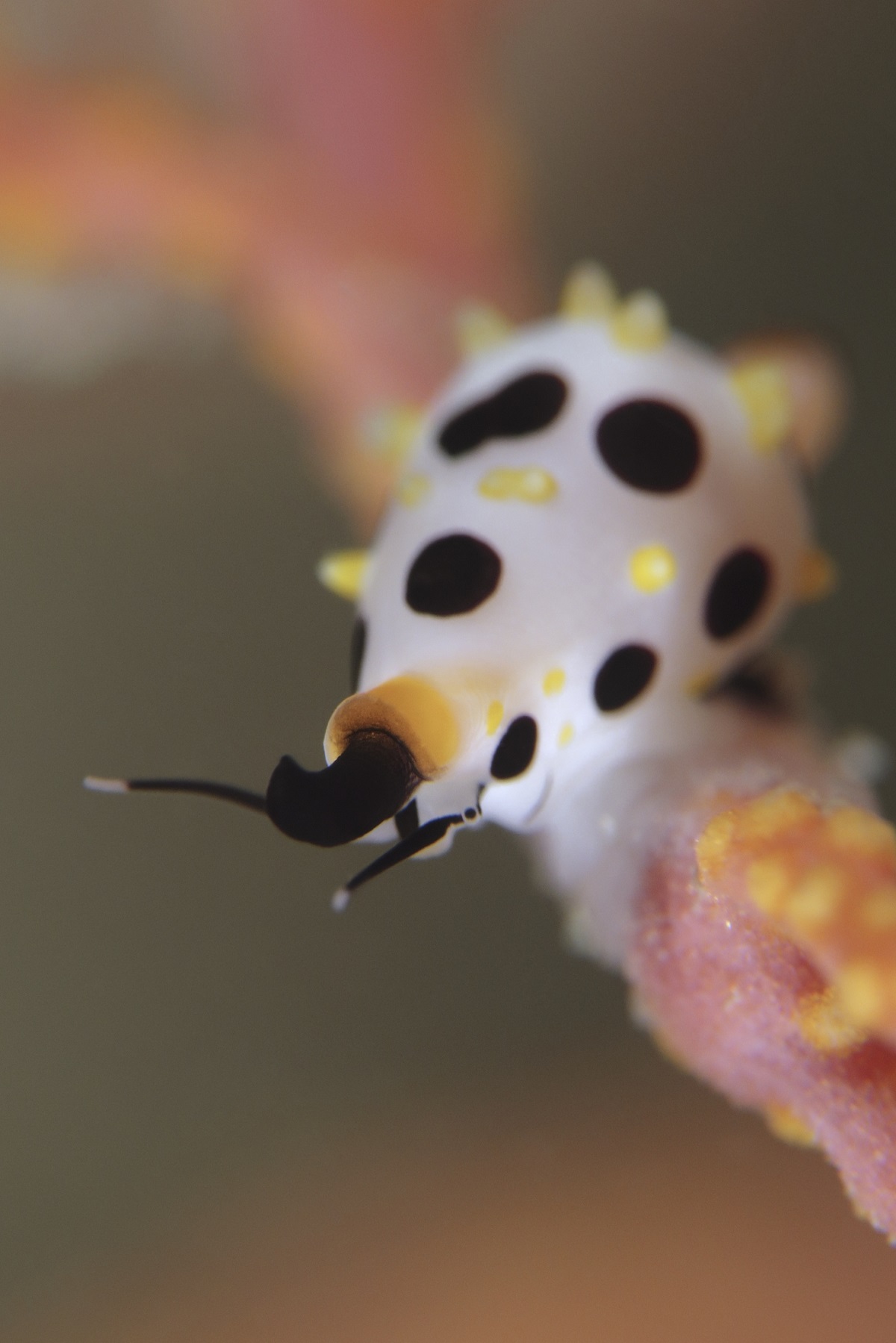 Rosewater's Egg Cowrie (Primovula rosewateri) on host gorgonian
