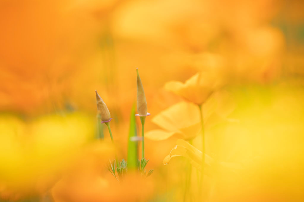 Yellow poppies with bokeh