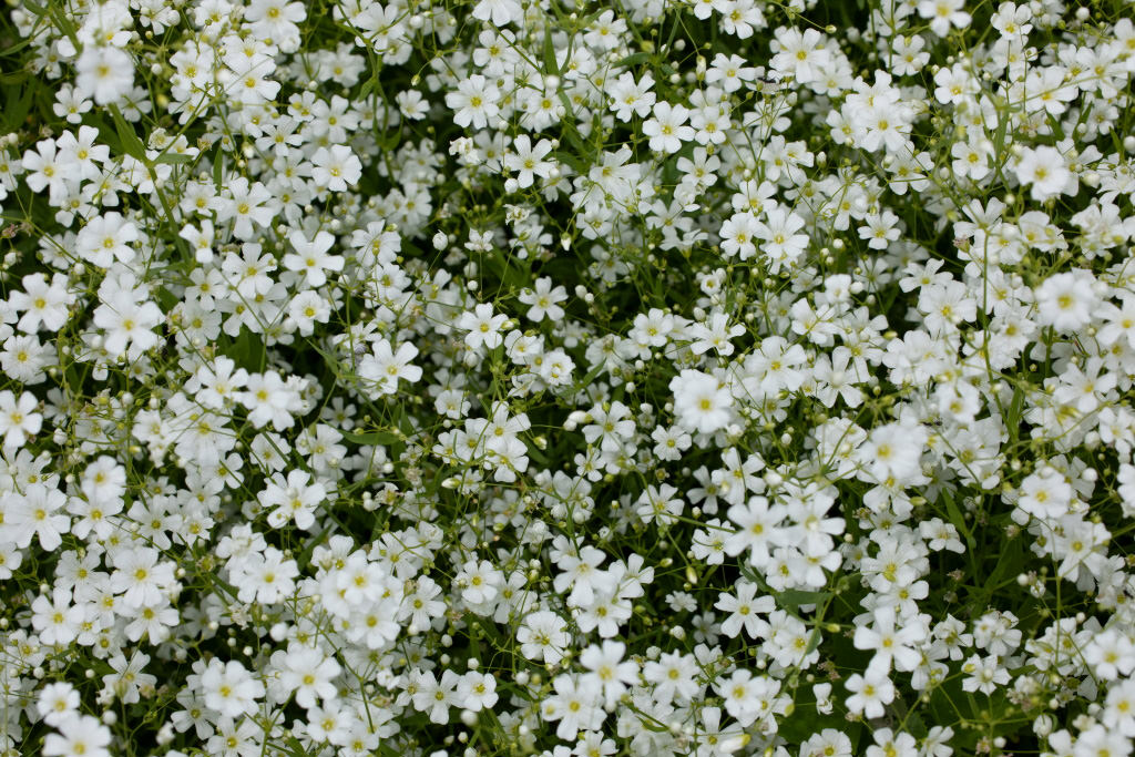 Small white flowers