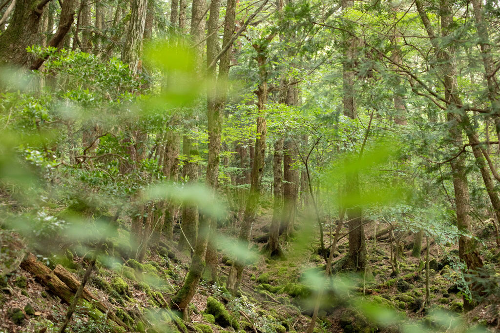 Young trees in forest