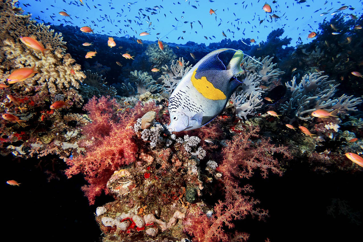 Underwater photo taken using Canon PowerShot G1 X Mark III