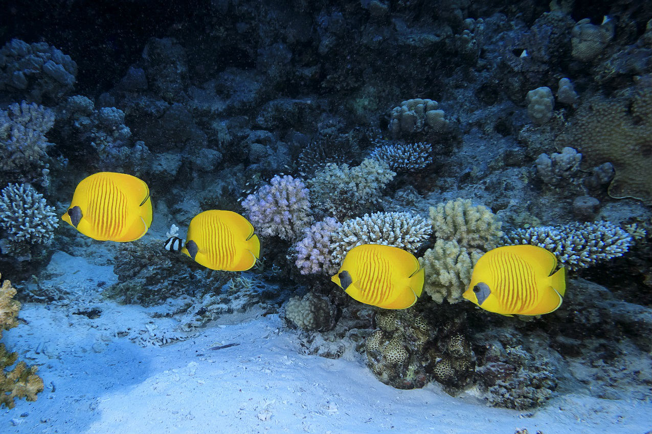 Underwater photo of fishes taken using PowerShot G1 X Mark III