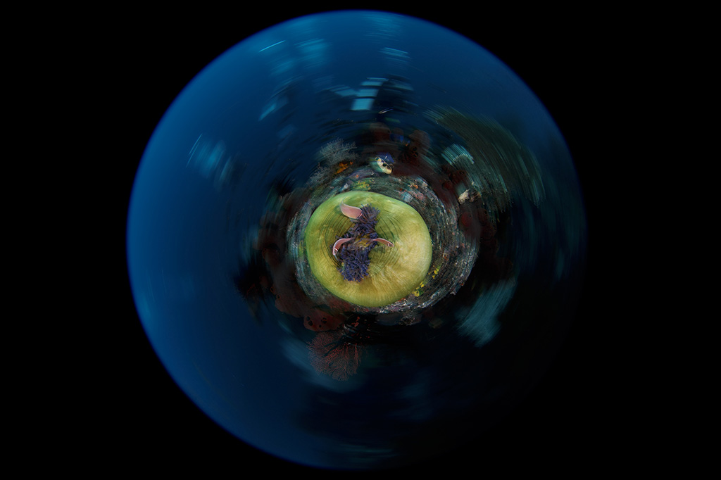 william tan fisheye wide angle