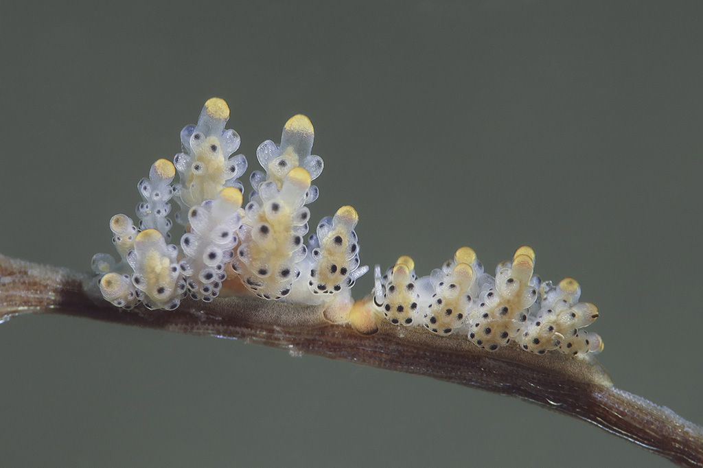 william tan nudibranch close up