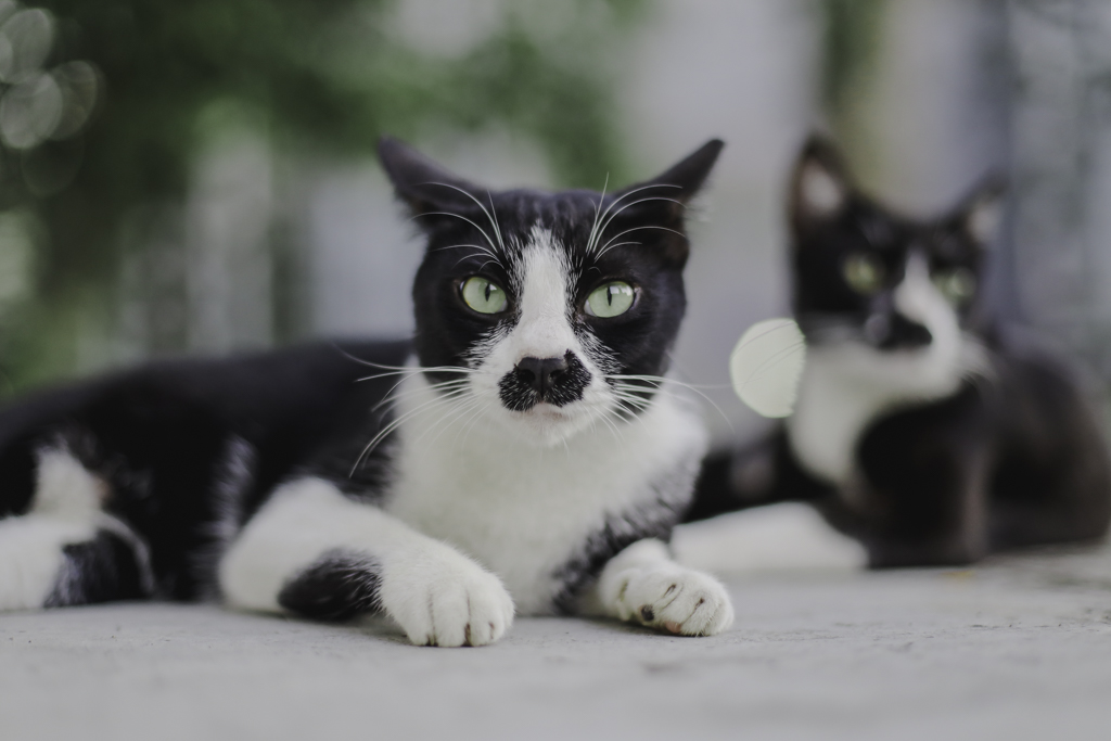 two black and white cats