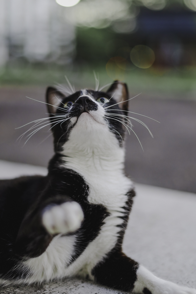 black and white cat playing