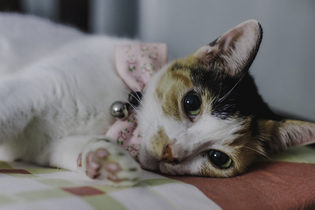 cat with collar lying down